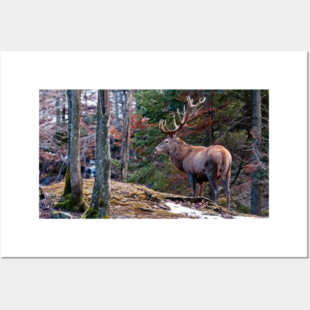 Bull Red Deer Wall Art by jaydee1400